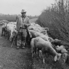 Antichi mestieri: il pastore