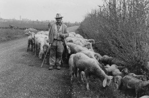 "Al Pastur Ciucarel"